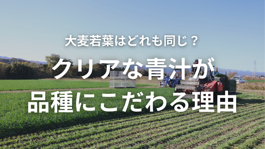 青汁に適した稀少品種。クリアな青汁の大麦若葉へのこだわり