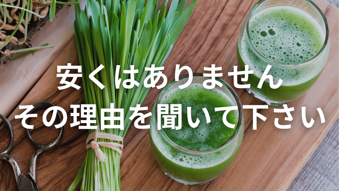青汁にしては高い？それでも選ばれる理由✨