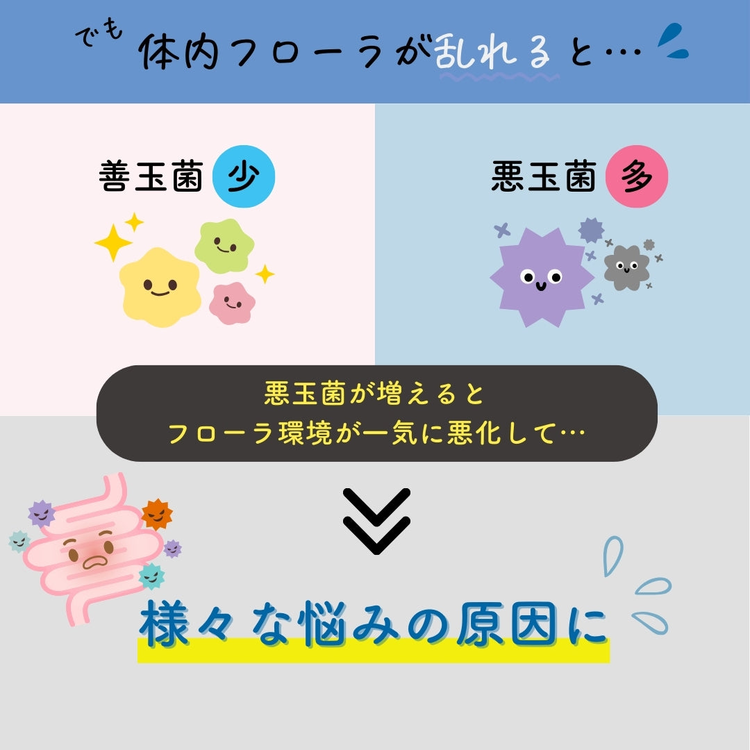 予約販売【次回9月末入荷予定】ぎゅるのミカタ